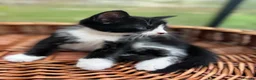 Mixed Breed cats for sale: Kittens in Hook - Advert 4