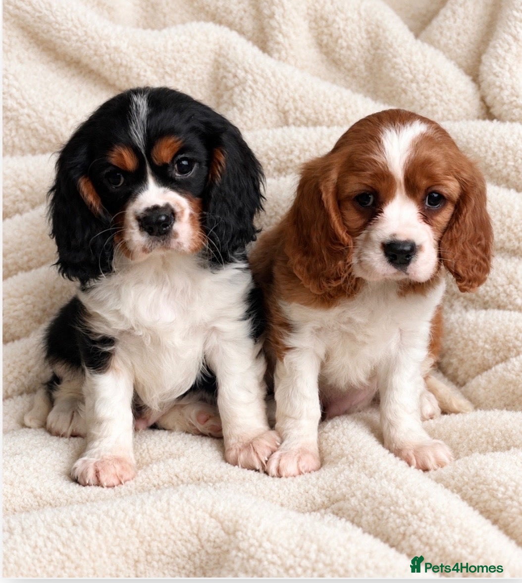 Cavalier King Charles Spaniel dogs for sale: Beautiful King Charles cavalier puppies  - Advert 9