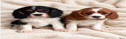 Cavalier King Charles Spaniel dogs for sale: Beautiful cavalier King Charles puppies  - Advert 1