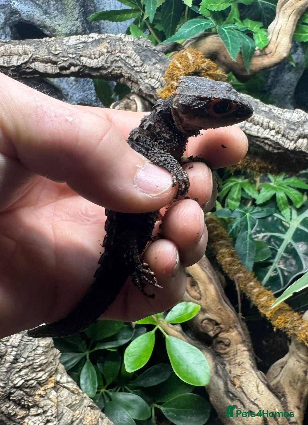 Skink reptiles for sale: 2 Female Crocodile Skinks CB25 For Sale - Advert 3