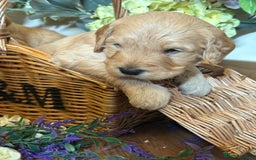 Mini Goldendoodle dogs for sale: Health tested Minature dark red/golden doodles  - Image 23