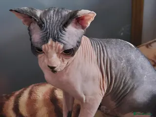 Sphynx cats Beautiful Canadian Sphynx Champion father line ❤️ - Advert 3