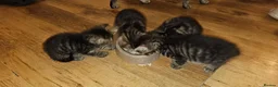 British Shorthair cats for sale: 5 male tabby kittens  - Advert 10
