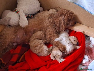 Cockapoo dogs for sale - Advert 1