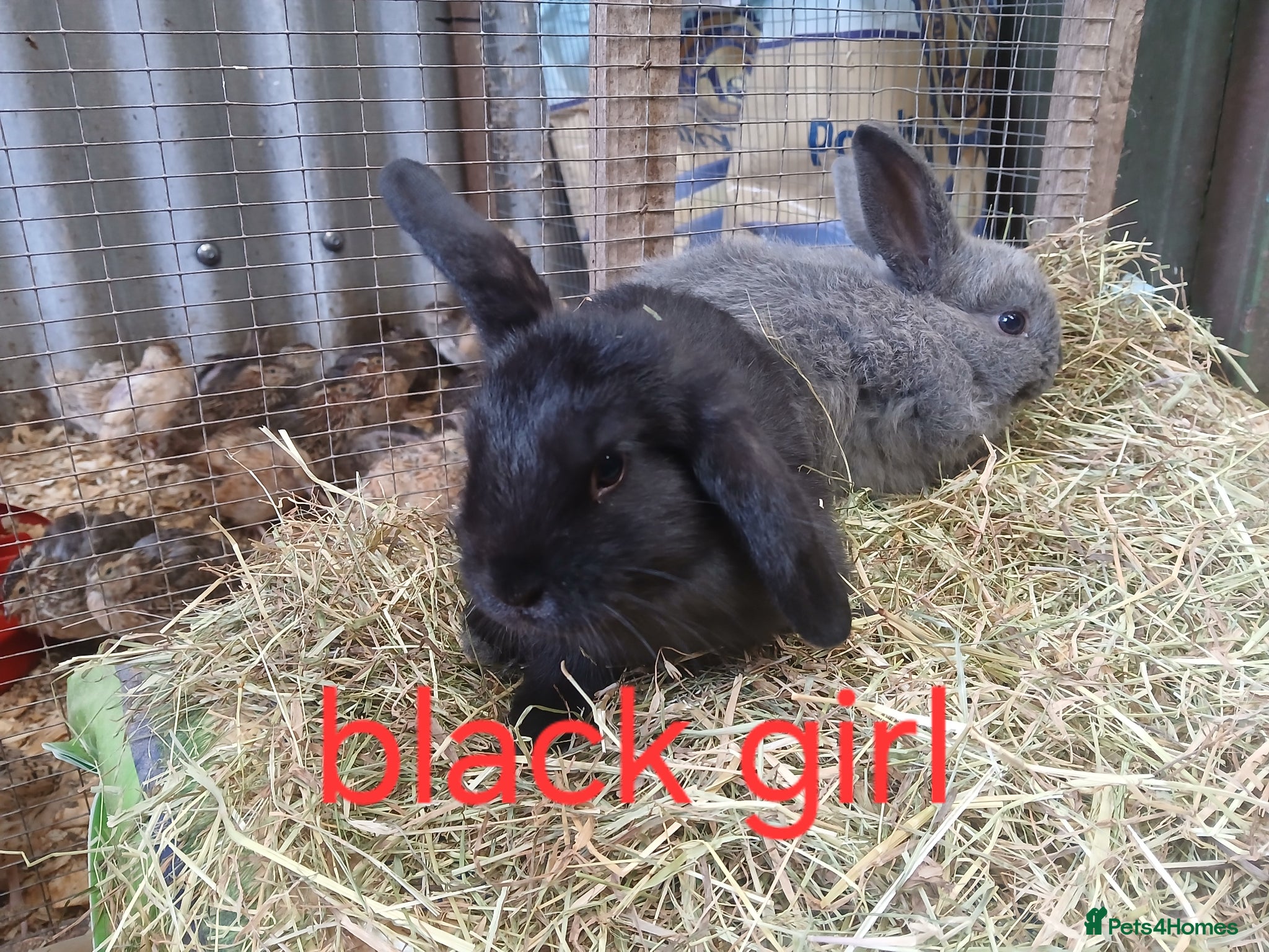 Mini Lop rabbits Mini lop bunnies - Advert 16