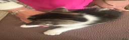 Mixed Breed cats for sale: Kittens in Staines - Advert 4
