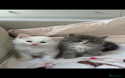 Siberian cats for sale: Siberian Hypoallergenic Kittens  - Image 1