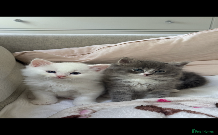 Siberian cats - Advert 1