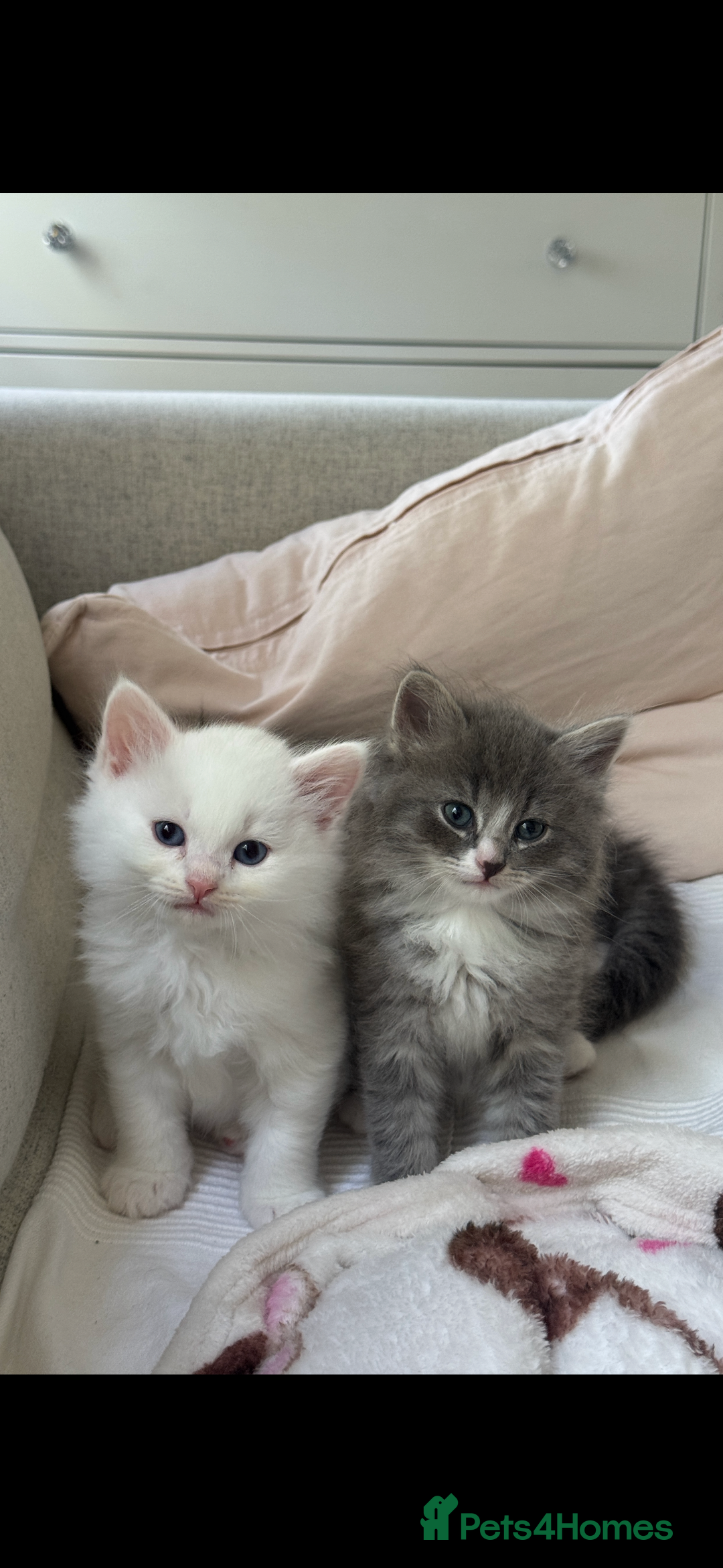 Siberian cats for sale: Siberian Hypoallergenic Kittens  - Image 1