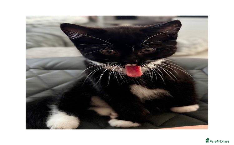 Persian cats - Advert 1