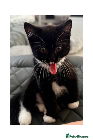 Persian cats - Advert 1