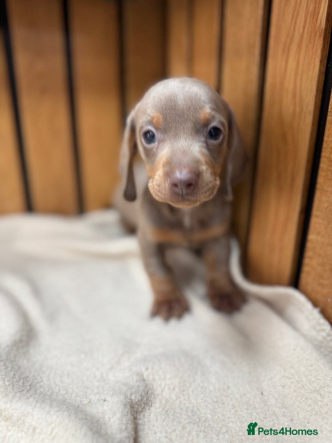 Miniature Dachshund dogs for sale: 5⭐️ licensed breeder. Rainbow litter  - Image 4