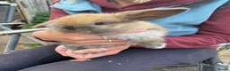 Mini Lop rabbits for sale: Mini Lop babies only 3 girls left - Advert 4