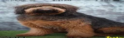 Mixed Breed dogs for sale: Fabulous Shepadoodles 2 stunning girls  - Advert 17
