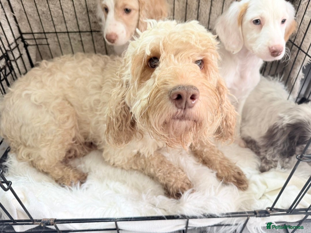 Cockapoo dogs for sale: F1b Cockapoo puppies - Advert 2