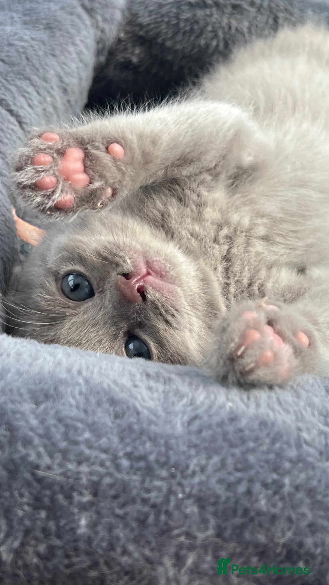 Mixed Breed cats Rare Blue-Eyed Fluffy Kittens – BSH x Ragdoll - Advert 1