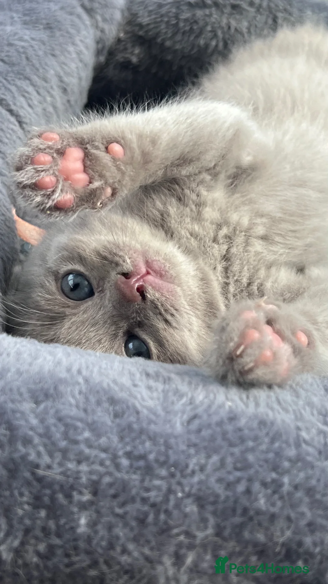 Mixed Breed cats for sale: Rare Blue-Eyed Fluffy Kittens – BSH x Ragdoll in Bradford - Advert 1