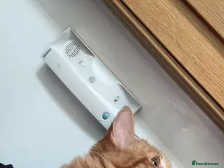 Bengal cats Male tabby ginger cat - Advert 16