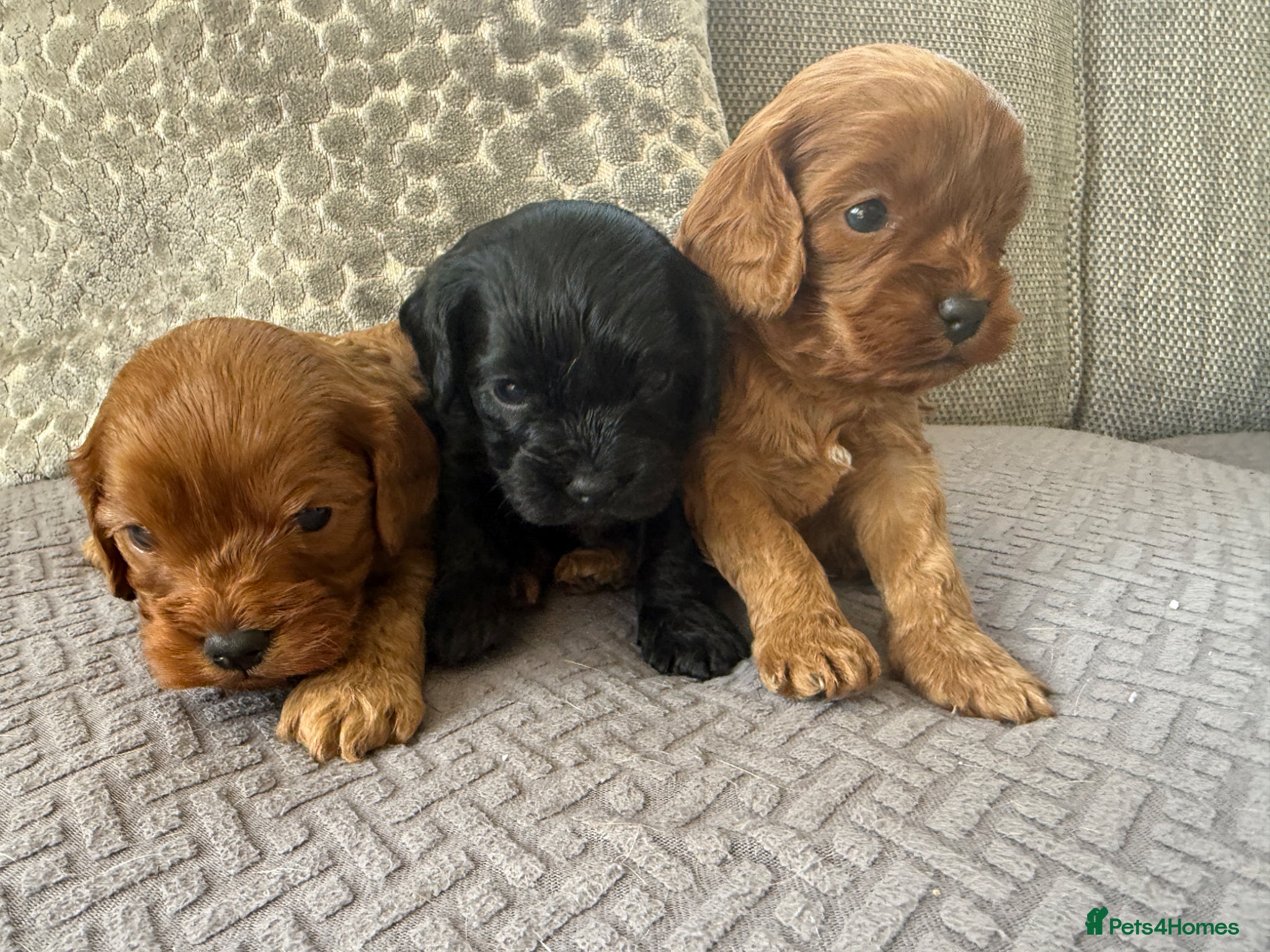 Cavapoo dogs Cavapoo health tested five ⭐️ licensed breeder - Advert 2