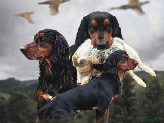 Cocker Spaniel dogs Proven Top Quality Working Cocker STUD DOG in Newcastle upon Tyne - Advert 14