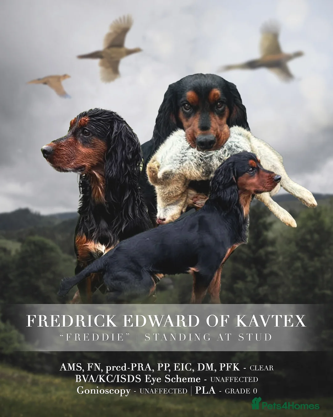 Cocker Spaniel dogs for stud: Proven Top Quality Working Cocker STUD DOG in Newcastle upon Tyne - Advert 1