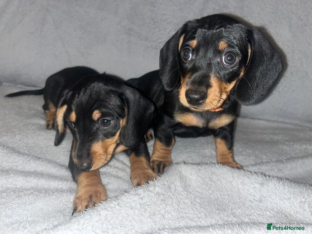Miniature Dachshund dogs Female Miniature dachshunds ready 21st November - Advert 10