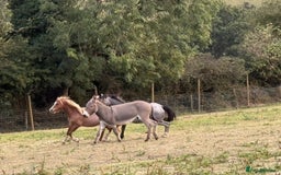 Donkey livestock for sale: Rare true to type standard grey jack donkey - Image 5