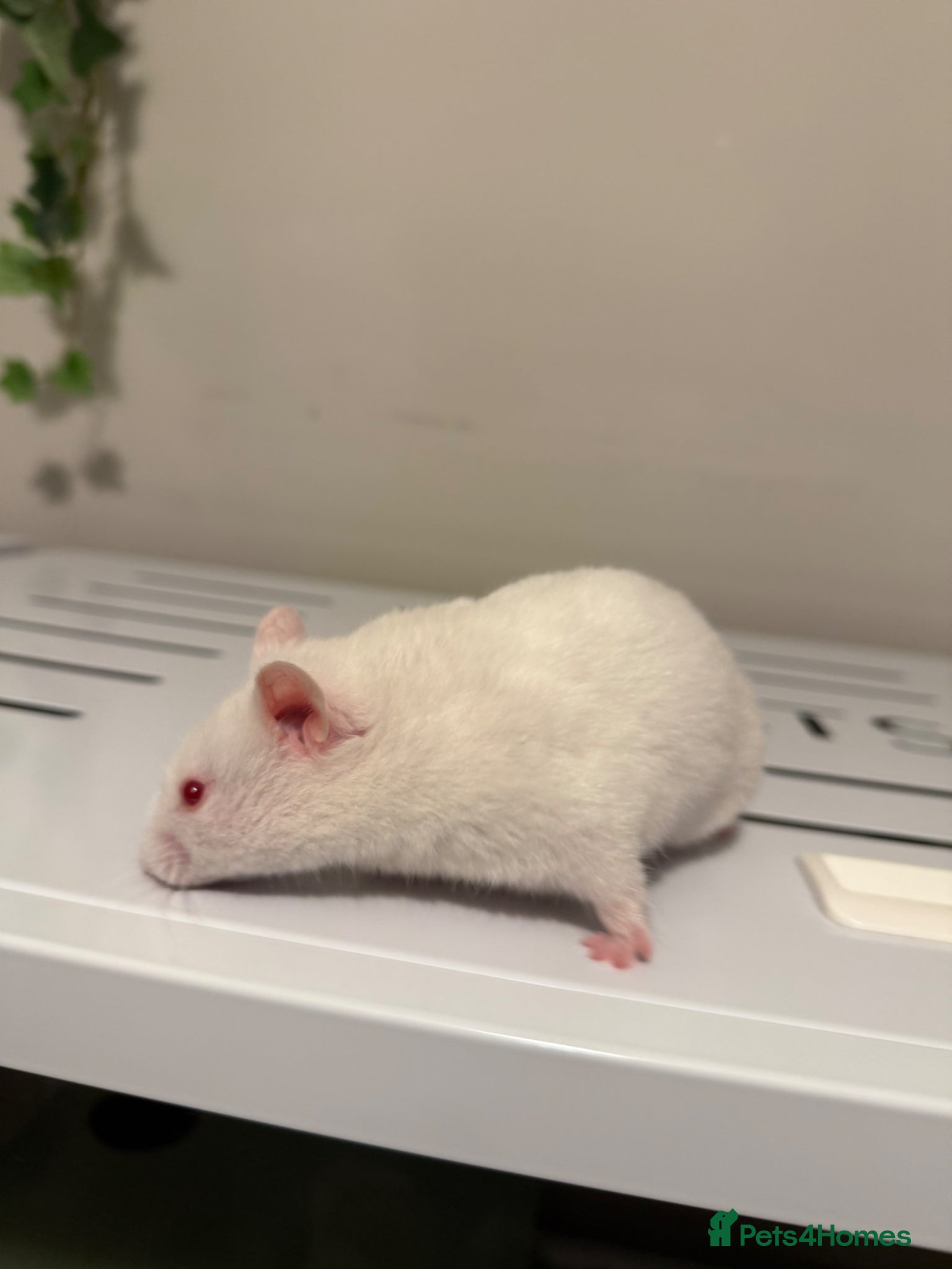 Hamster rodents for sale: Stunning White Syrian Hamster - Advert 2