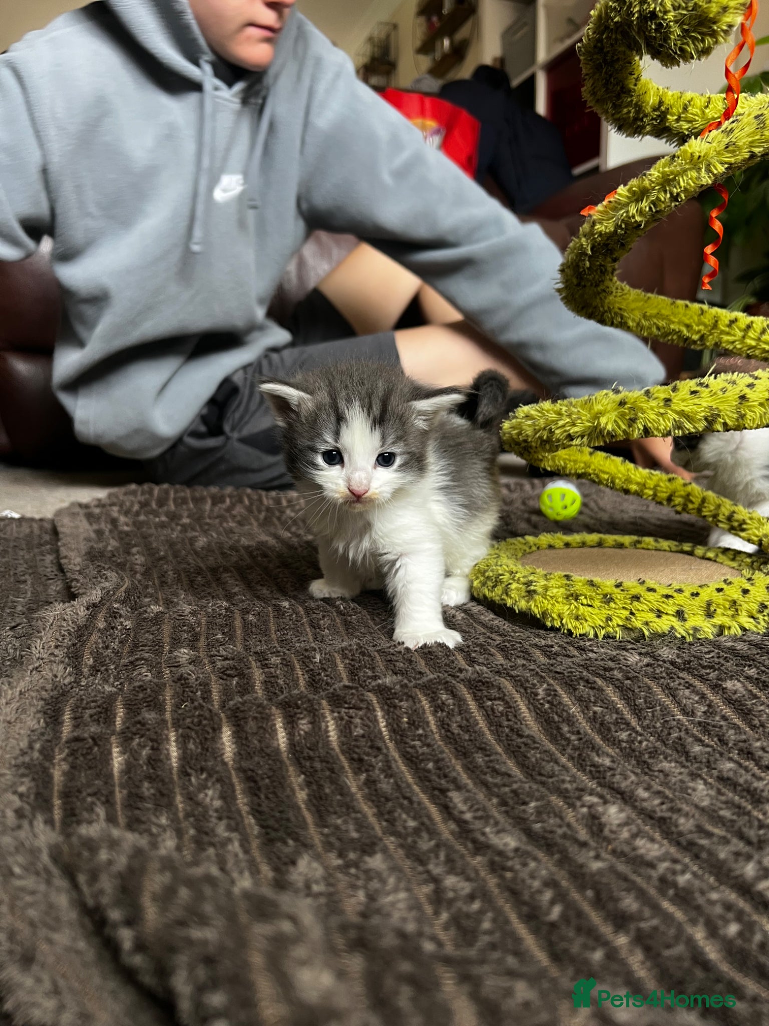 Mixed Breed cats for sale: Norwegian Forest x kittens - Advert 18