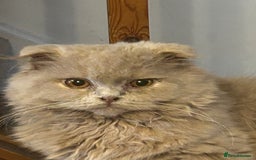 Scottish Fold cats for sale: 🩷Scottish fold kittens Ready Now 🩷 - Image 5