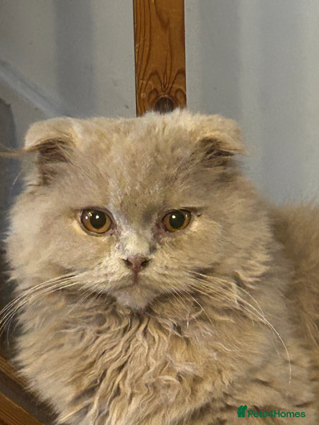 Scottish Fold cats for sale: 🩷Scottish fold kittens Ready Now 🩷 - Image 5