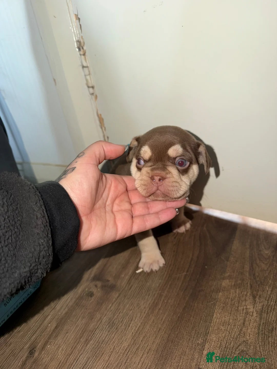 French Bulldog dogs for sale: French bulldog puppies - Advert 11