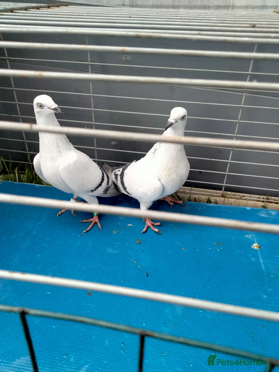 Pigeons birds for sale: Pigeones for new address  - Advert 2