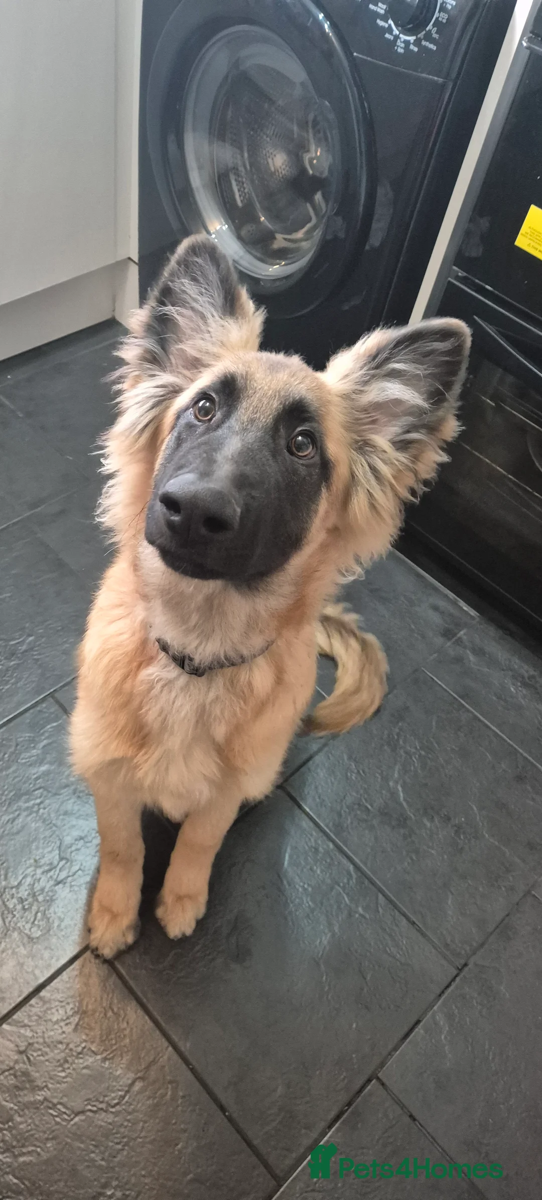 German Shepherd dogs for sale: 6 month old male GSD - Advert 1