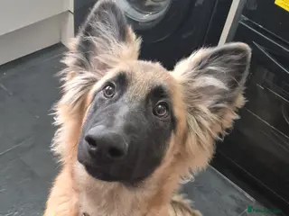 German Shepherd dogs 6 month old male GSD in Crook - Advert 1