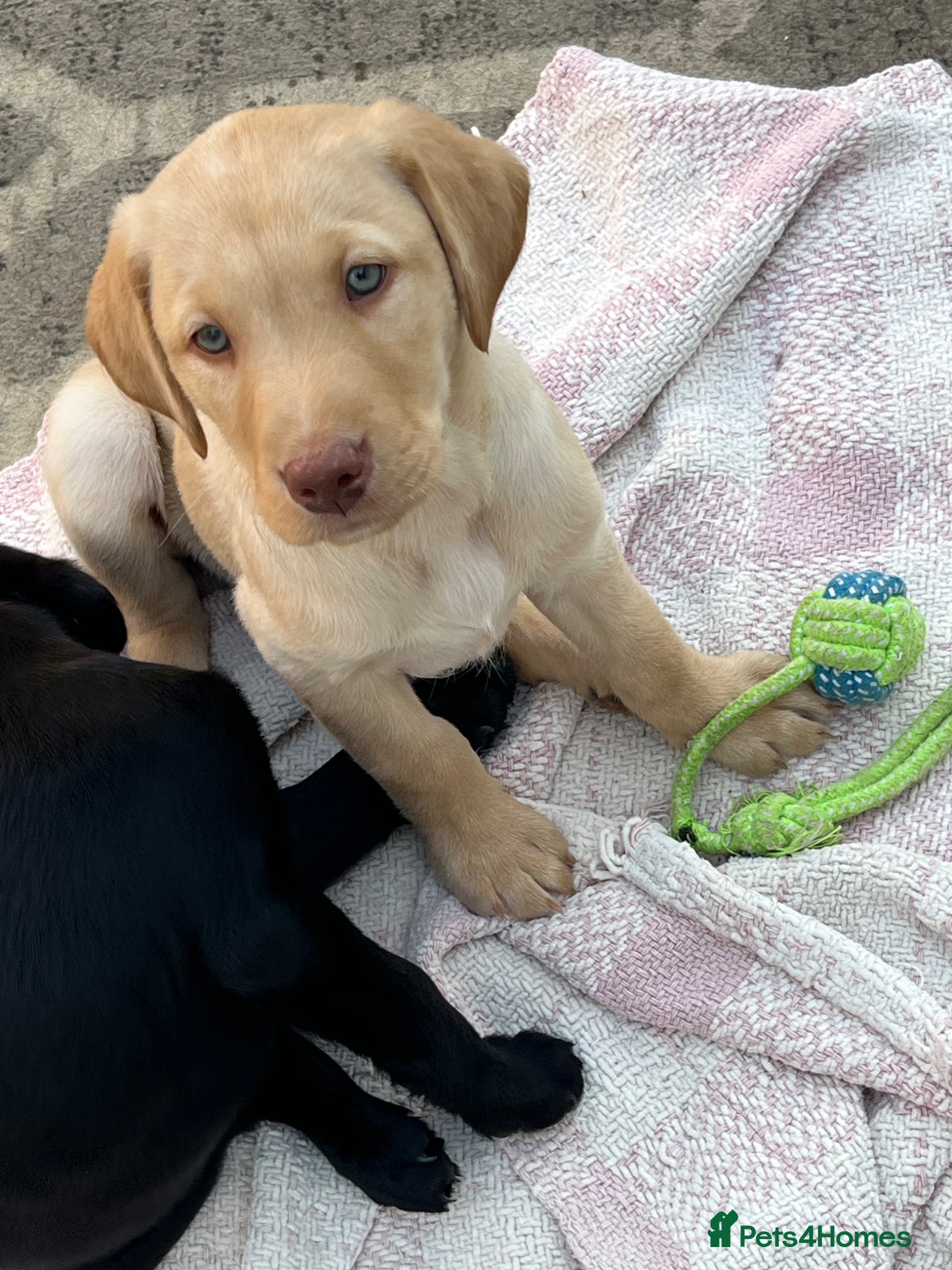 Labrador Retriever dogs x9 Labrador Puppies. Two remaining  - Advert 1