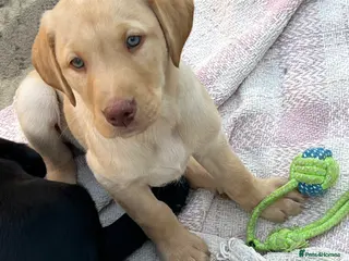 Labrador Retriever dogs x9 Labrador Puppies. Two remaining - Advert 1