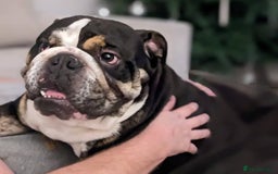 English Bulldog dogs for sale: Brother and sister looking for new home - Advert 2