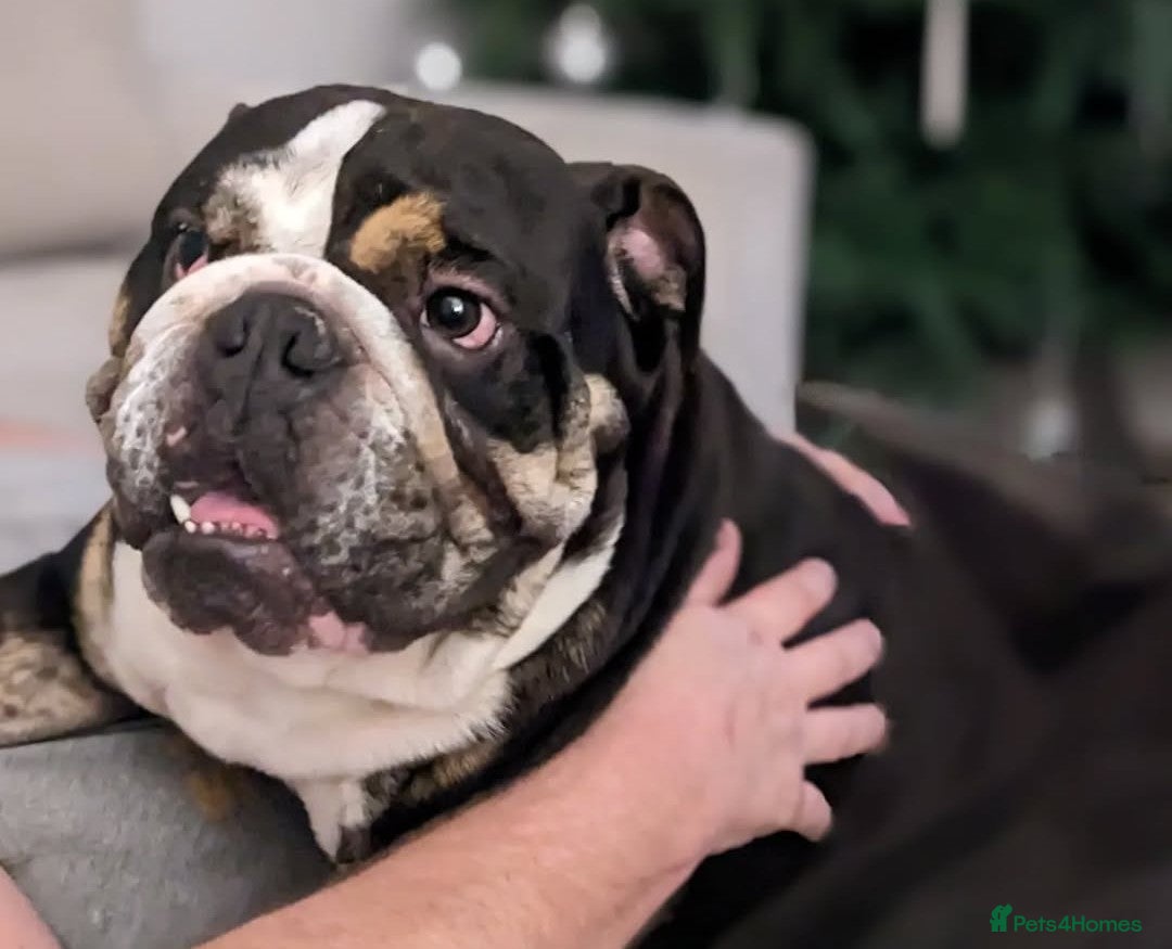 English Bulldog dogs for sale: Brother and sister looking for new home - Advert 2