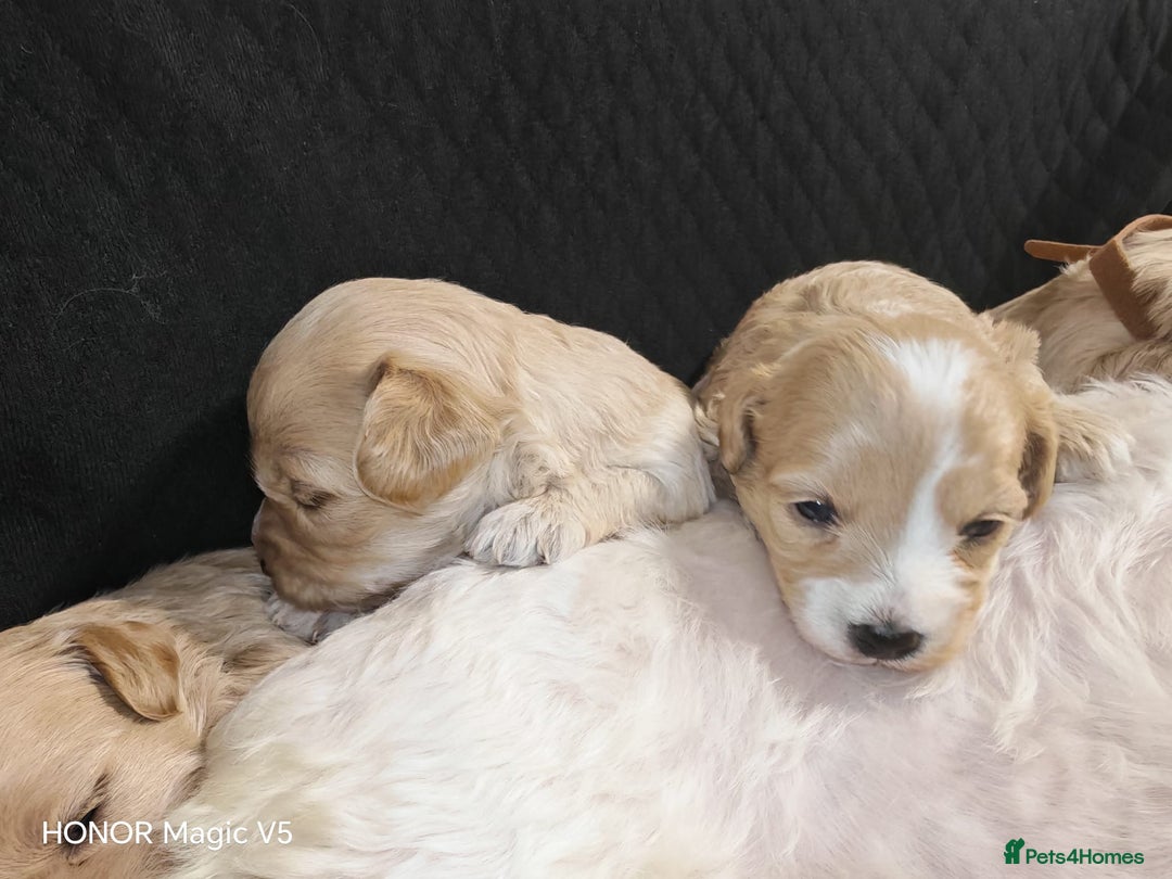 Maltipoo dogs for sale: Miniature Maltipoo Ready to leave soon - Advert 8