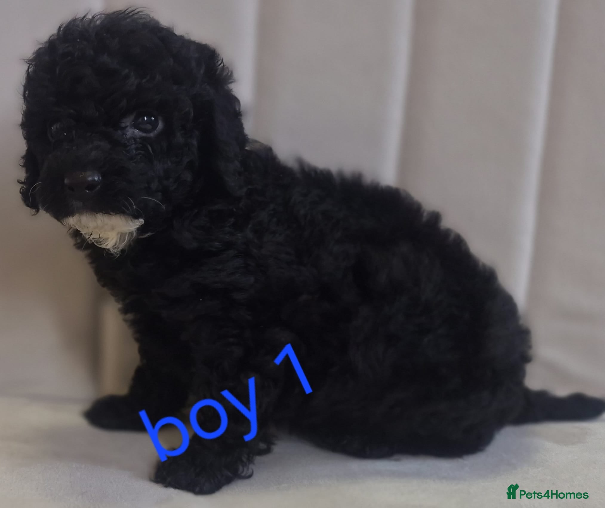 Toy Poodle dogs Toy poodle 🐩 kc registered mum and dad  - Advert 2