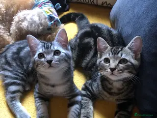 Mixed Breed cats 2 male American shorthair cross Persian cats in Hinckley - Advert 2