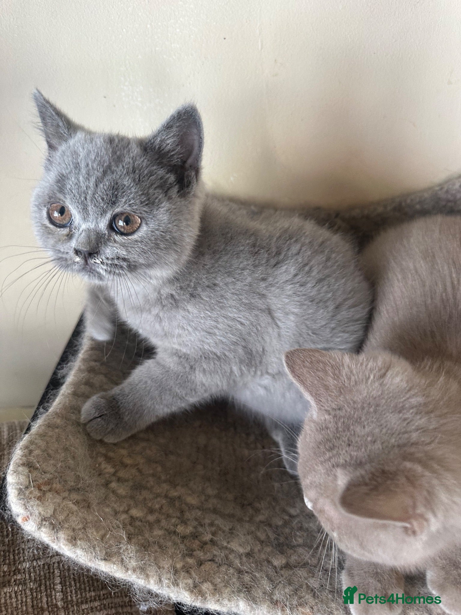 British Shorthair cats British Shorthair GCCF-registered Kittens  - Advert 2