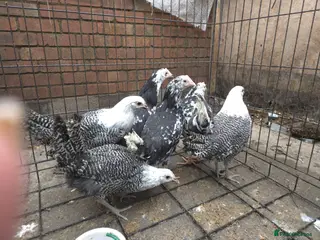 Chickens poultry 6 pullets 1 roo - Advert 4