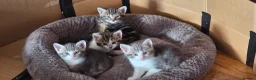 Mixed Breed cats for sale: Kittens ready for their forever home  - Advert 17