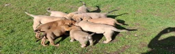 Mastiff dogs for sale: Mastiff puppies  in Galashiels - Advert 25