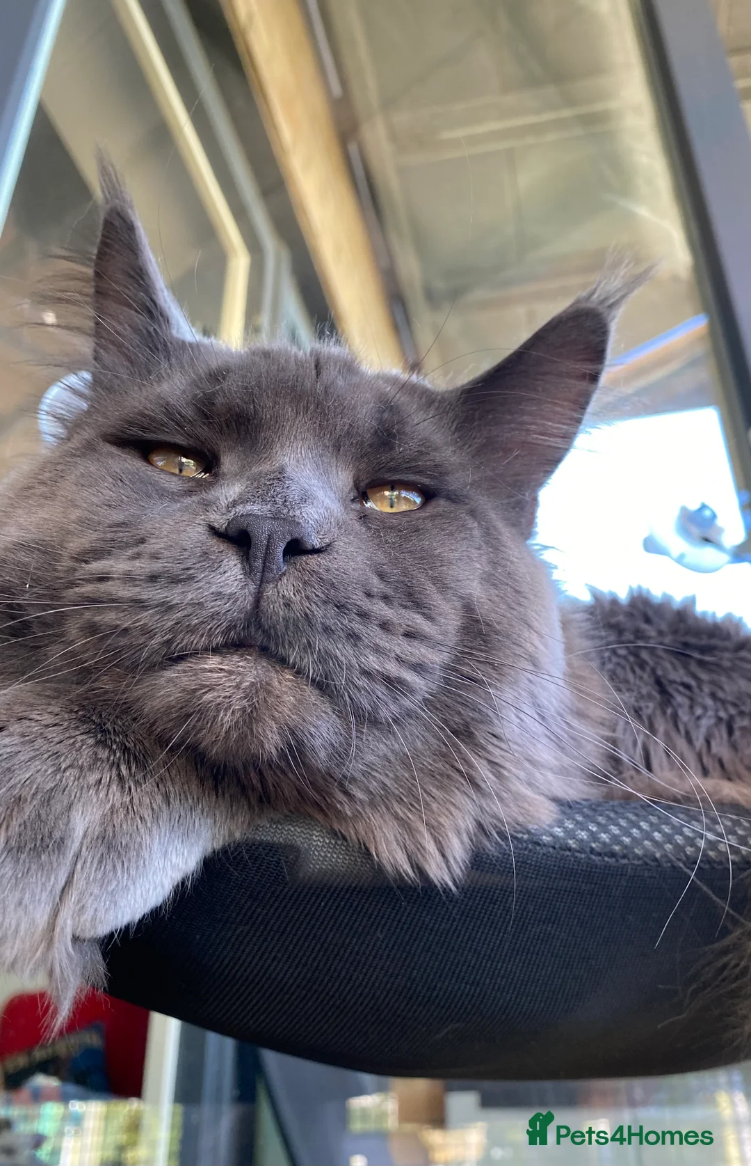 Maine Coon cats for stud: SOLID*BLUE*MAINE*COON*Russian*🇷🇺*Line*for STUD. in London - Advert 4