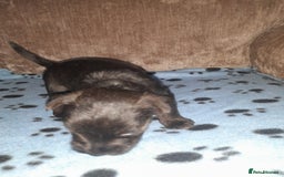 Mixed Breed dogs for sale: Snorkie pups - Image 2