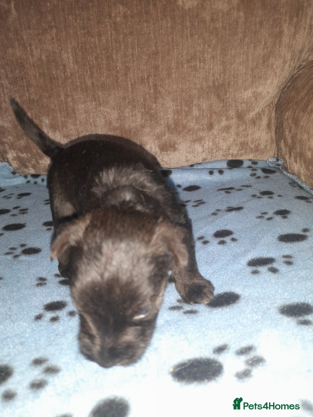 Mixed Breed dogs for sale: Snorkie pups - Image 2