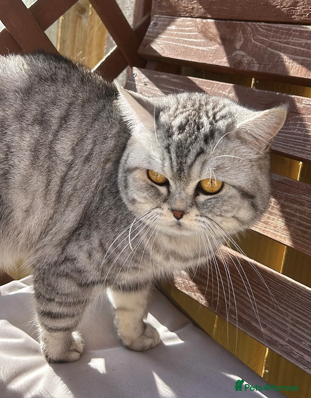 British Longhair cats for sale:     Beautiful Chinchilla x British Shorthair Male  in Letchworth Garden City - Advert 2